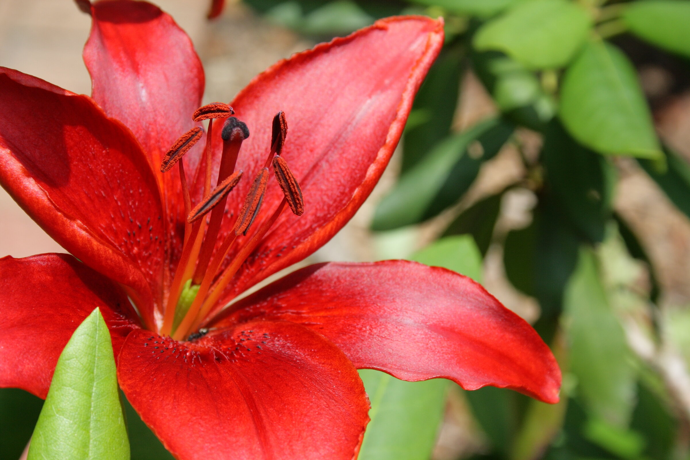 Red flower