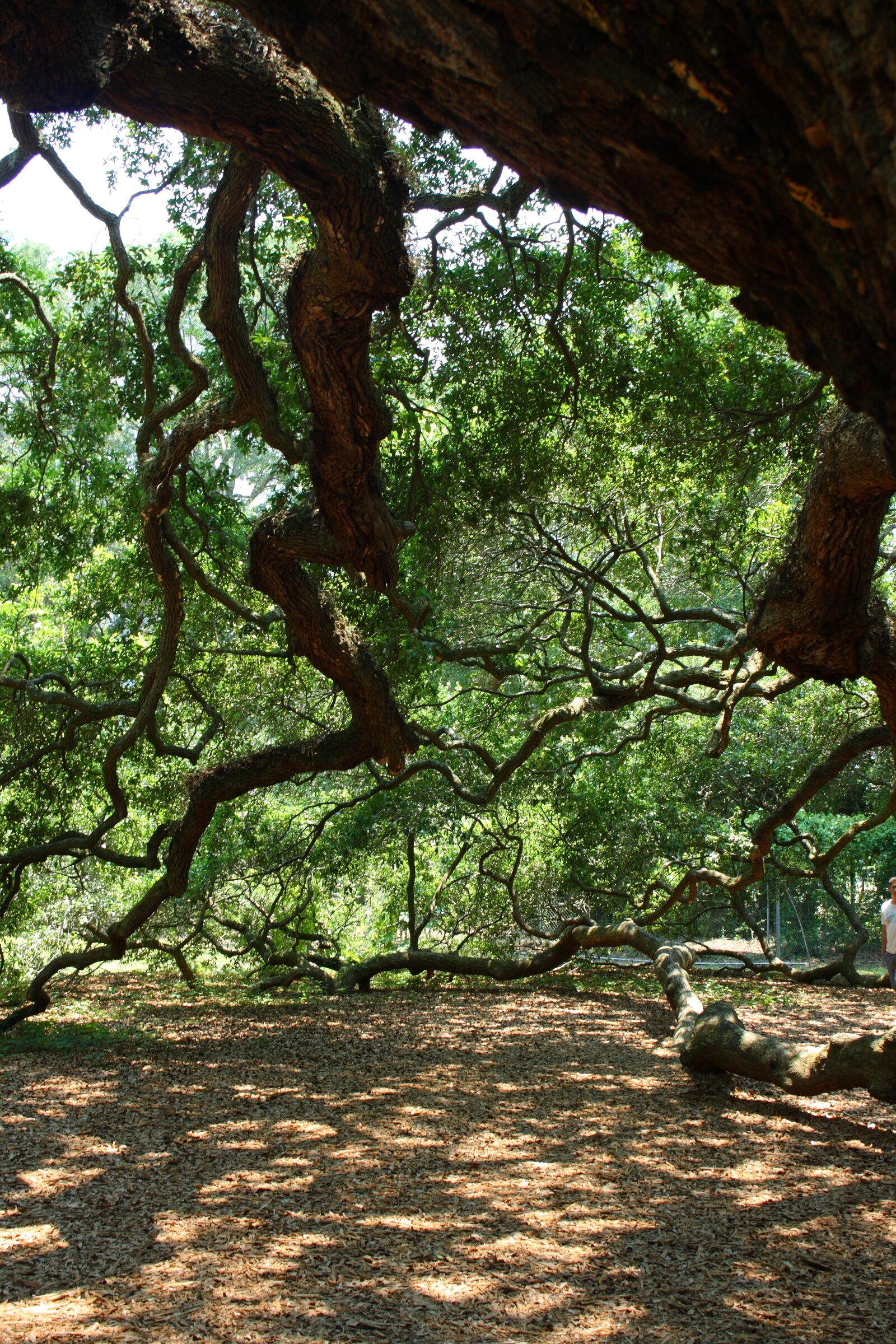 Angel oak tree