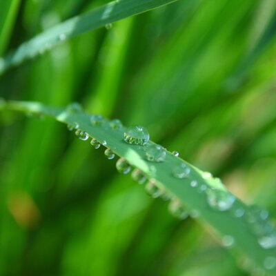 Drops on plant