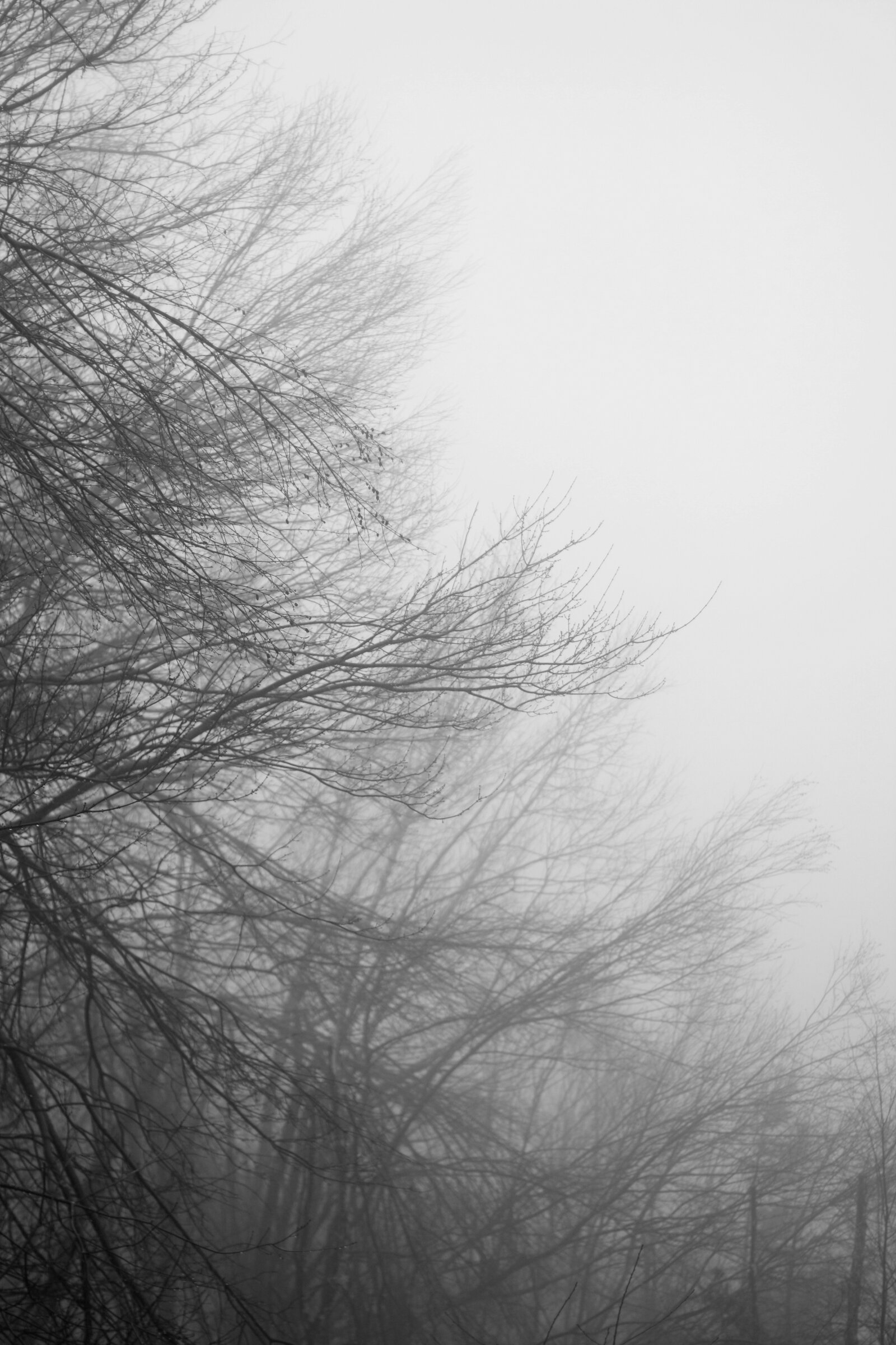 Tree in fog