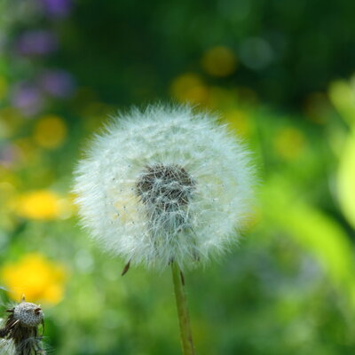 Dandelion