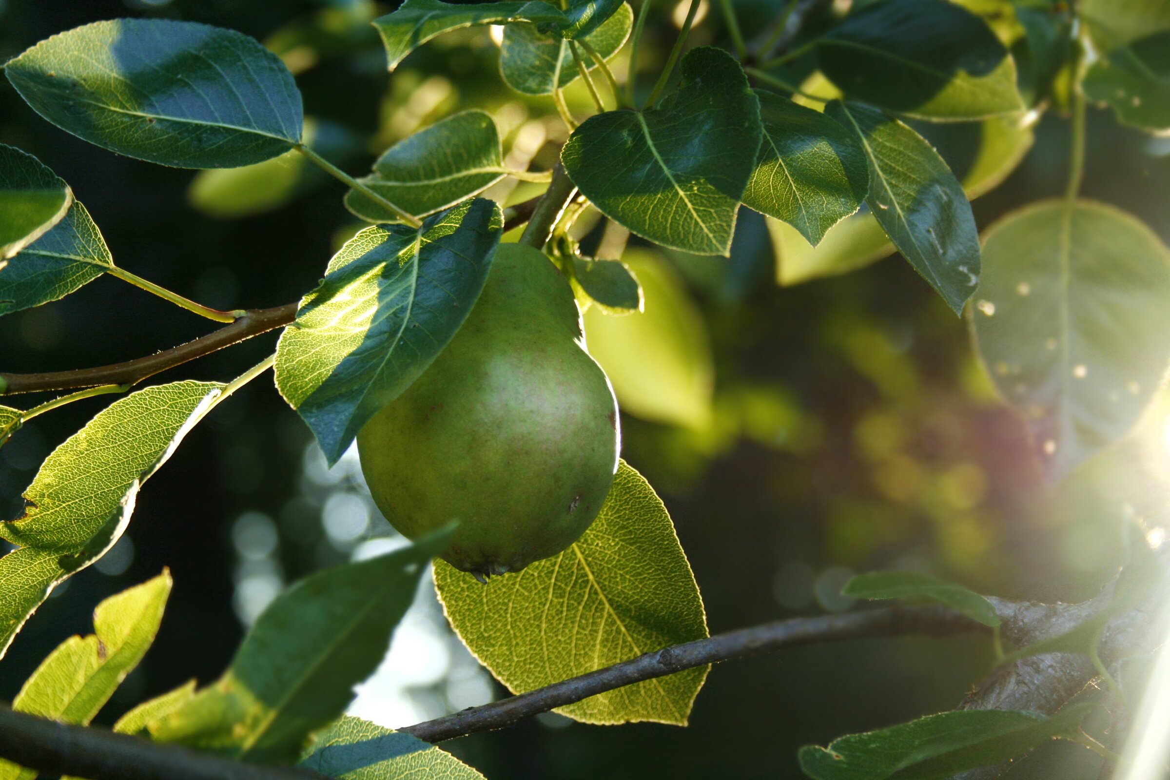 Pear in the evening