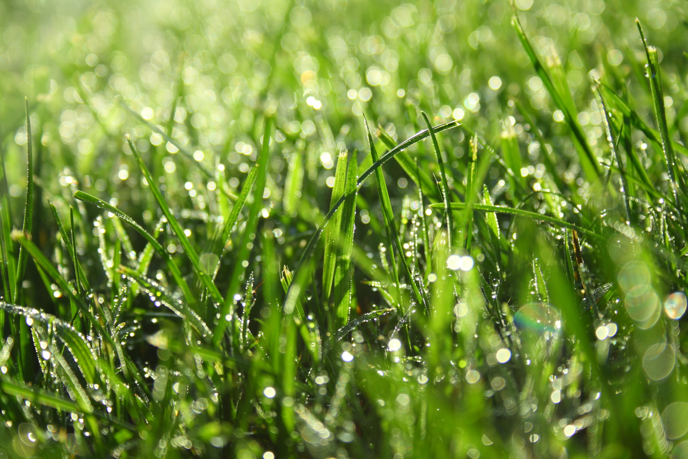 Dewy grass
